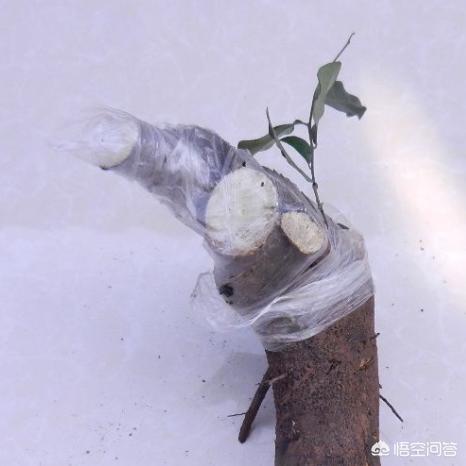 初次购买盆景生桩，到手发现居然是光杆司令，该怎样养护，像小人的植物怎么养护好呢。