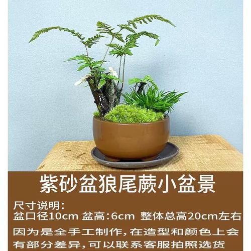 水培植物给水里加氧可以不换水吗,老根蕨类植物怎么养护的视频。 养护技巧 水培植物给水里加氧可以不换水吗,老根蕨类植物怎么养护的视频。 第2张 水培植物给水里加氧可以不换水吗,老根蕨类植物怎么养护的视频。 养护技巧