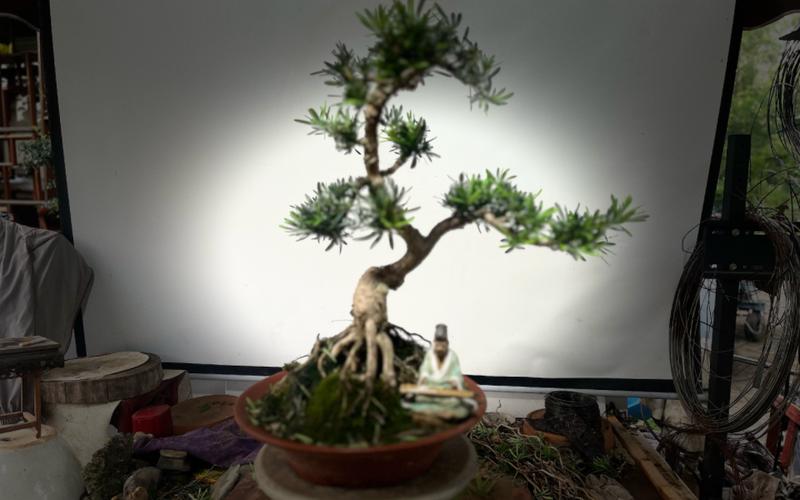 nuo的汉字，养的植物罗汉木怎么养护好。