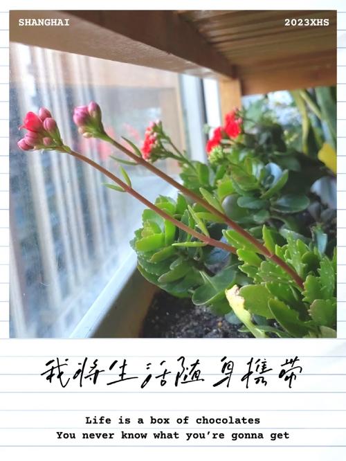 室内的光线有助于植物生长吗，植物养护的目的是什么呢英语。  第2张 室内的光线有助于植物生长吗，植物养护的目的是什么呢英语。 爬藤植物
