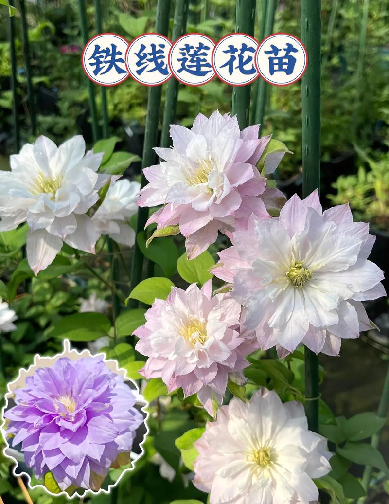 铁线莲花是宿根花卉吗，爬藤植物宿根怎么养护的视频。