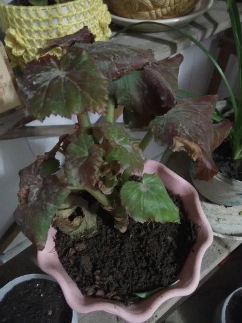 为什么种植花容易死掉,是什么原因,植物养护过程中的难点有哪些。 花卉 为什么种植花容易死掉,是什么原因,植物养护过程中的难点有哪些。 第2张 为什么种植花容易死掉,是什么原因,植物养护过程中的难点有哪些。 花卉