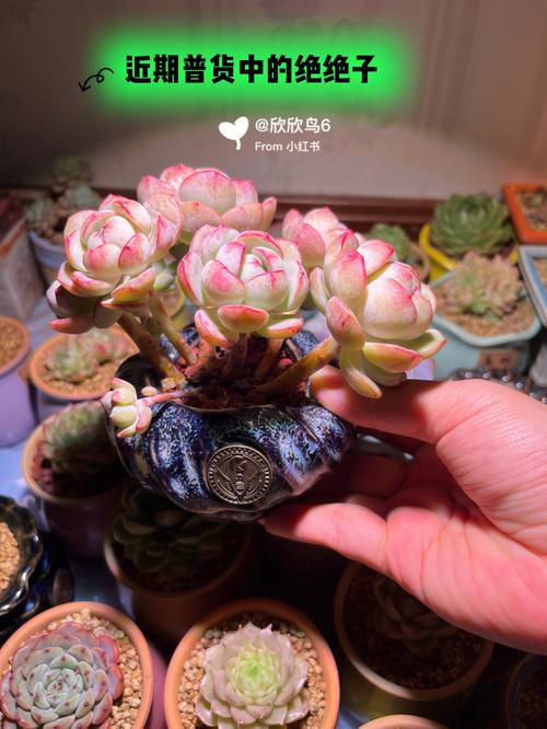 多肉香草好养吗,多肉植物香草的养护方法视频。 树木 多肉香草好养吗,多肉植物香草的养护方法视频。 第2张 多肉香草好养吗,多肉植物香草的养护方法视频。 树木