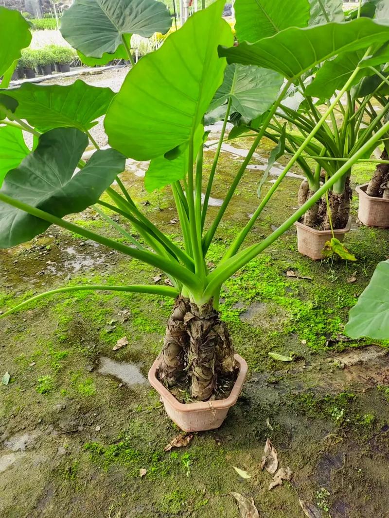 滴水观音的小苗儿怎么养，海芋类植物的养法与养护方法。
