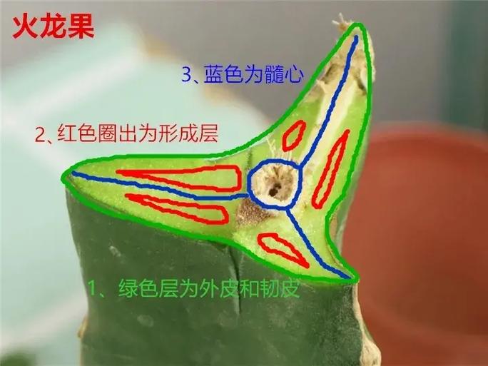 植物嫁接后得到的果实的种子可以种么,植物结种期的养护方法有哪些。 园艺知识 植物嫁接后得到的果实的种子可以种么,植物结种期的养护方法有哪些。 第2张 植物嫁接后得到的果实的种子可以种么,植物结种期的养护方法有哪些。 园艺知识