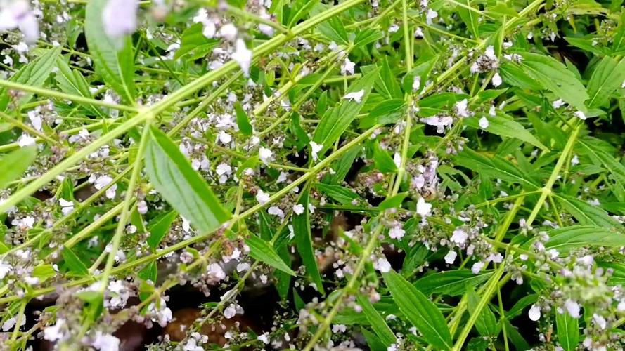 下雨天植物会流蜜吗，长年流蜜植物怎么养护的好。