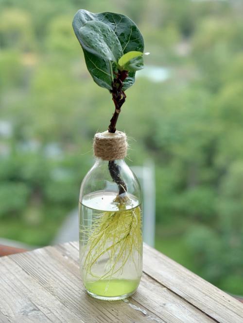 迷你榕怎么养，养的迷你小植物怎么养护好。