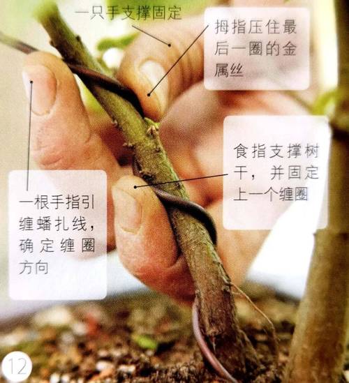 树根种树方法，植物的根带土怎么养护好呢。