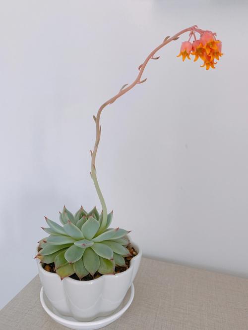 怎么让多肉植物开花 – 多肉联萌，多肉植物开花前的养护方法。