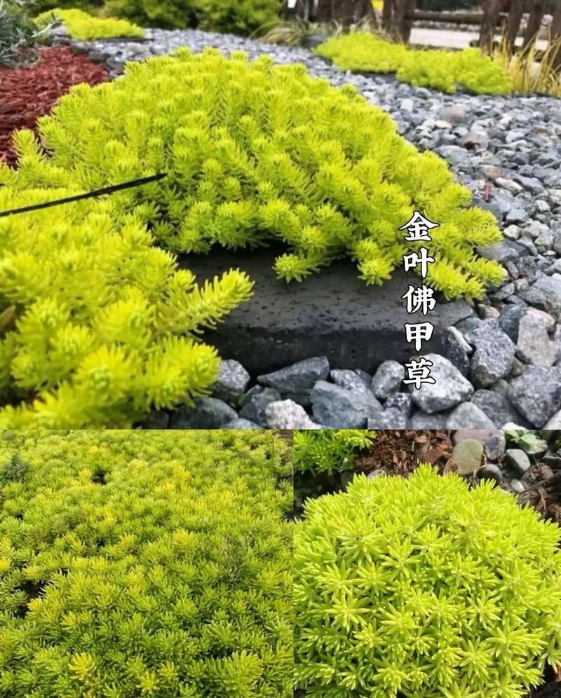 请问有哪些植物是不需要阳光,且比较能耐寒的,不需要养护的地被植物有哪些。 施肥方法 请问有哪些植物是不需要阳光,且比较能耐寒的,不需要养护的地被植物有哪些。 第2张 请问有哪些植物是不需要阳光,且比较能耐寒的,不需要养护的地被植物有哪些。 施肥方法