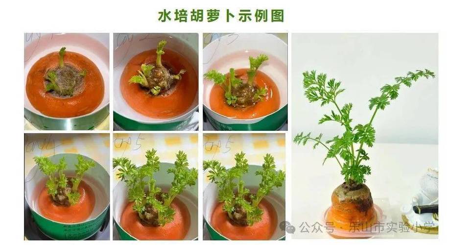 水植蔬菜怎么种，蔬菜水培植物怎么养护的视频。  第2张 水植蔬菜怎么种，蔬菜水培植物怎么养护的视频。 植物养护