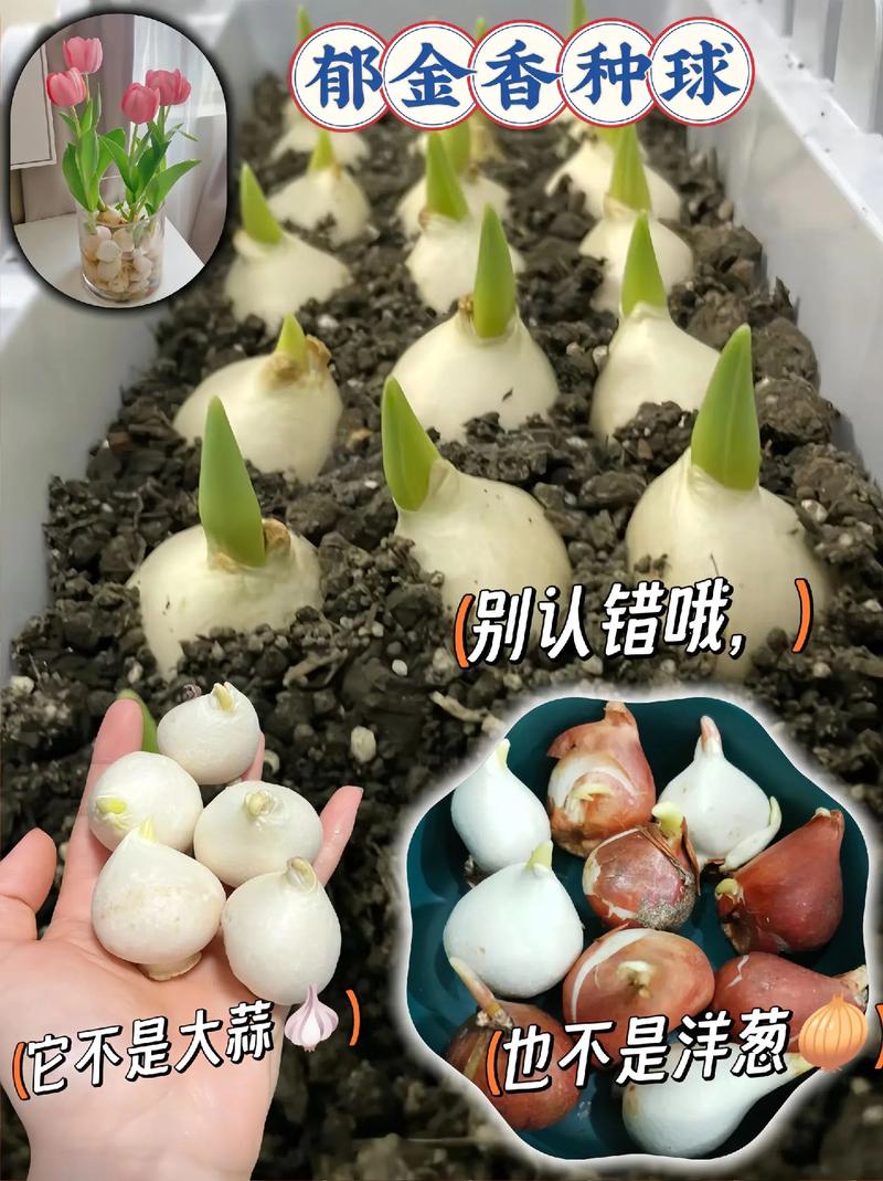 水培花卉如何养,家种植物水培怎么养护的好。 土壤选择 水培花卉如何养,家种植物水培怎么养护的好。 第2张 水培花卉如何养,家种植物水培怎么养护的好。 土壤选择