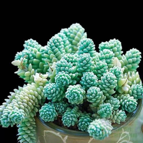 多肉植物旋叶姬星美人怎么养？旋叶姬星美人怎么浇水，姬星美人好养活吗。