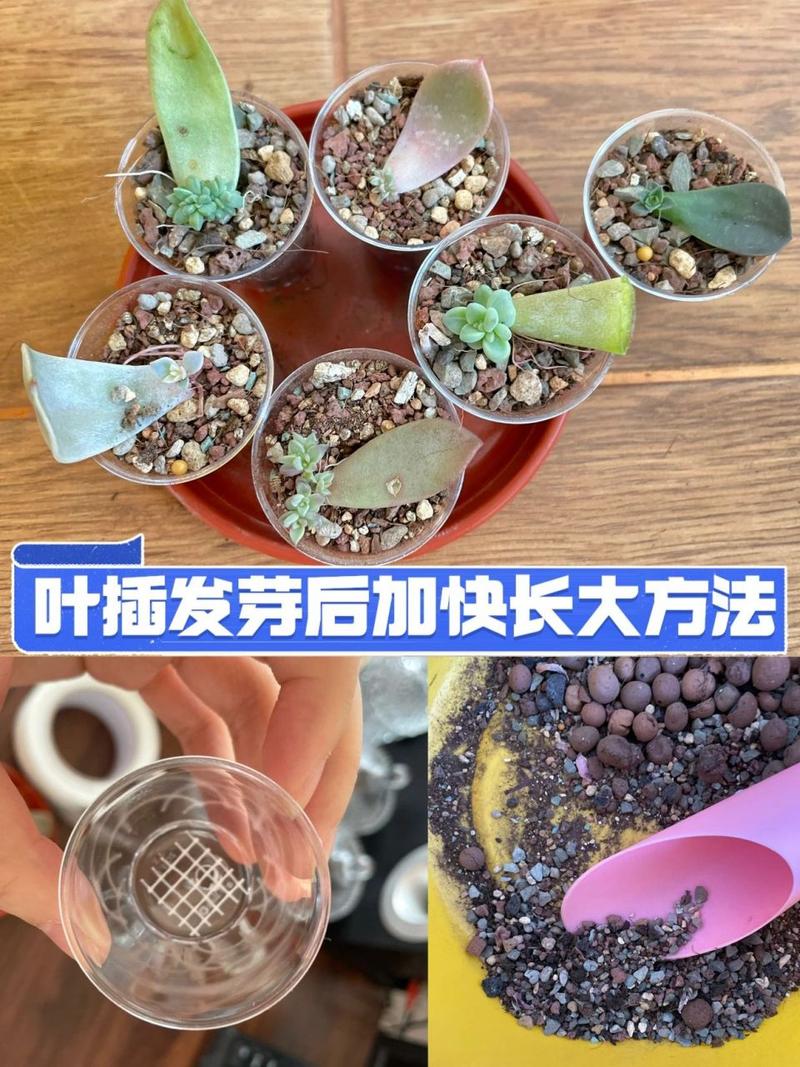 多肉叶插出根出芽后怎么护理，多肉植物叶插苗的养护方法。  第2张 多肉叶插出根出芽后怎么护理，多肉植物叶插苗的养护方法。 植物分类