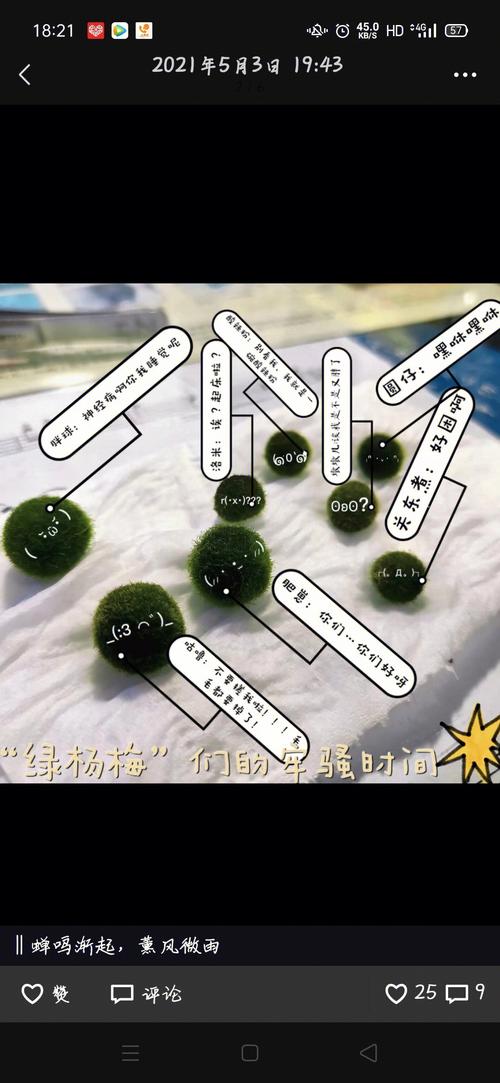 想养球藻，有什么注意事项吗，带水草球植物怎么养护的呢。  第2张 想养球藻，有什么注意事项吗，带水草球植物怎么养护的呢。 养护技巧
