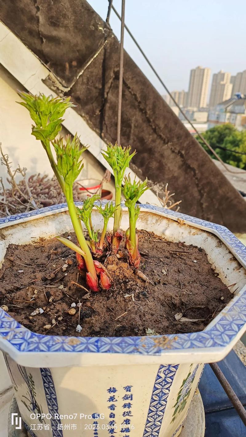 牡丹花已经开始发芽了,应该怎么养护呢,新发芽的植物怎样养护好呢。 观叶植物 牡丹花已经开始发芽了,应该怎么养护呢,新发芽的植物怎样养护好呢。 第2张 牡丹花已经开始发芽了,应该怎么养护呢,新发芽的植物怎样养护好呢。 观叶植物