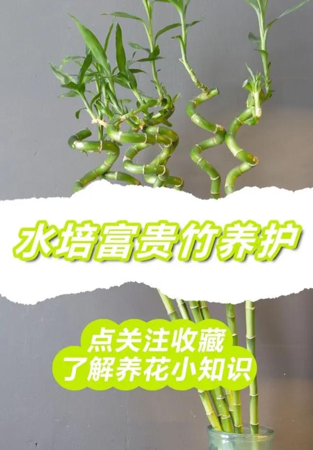 红富贵竹的养殖方法和注意事项，植物养护富贵竹的方法有哪些。