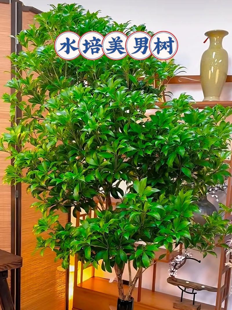 提娜米怎么养，美男子植物怎么养护好的图片。