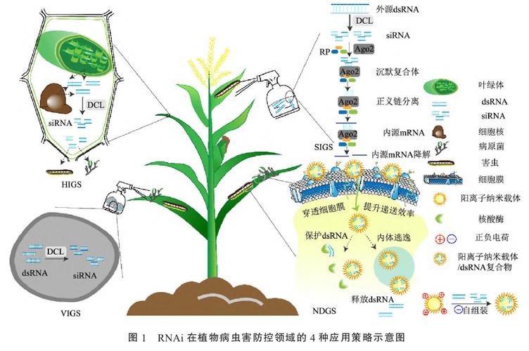 农药行业前景怎么样，观赏植物栽培与应用。