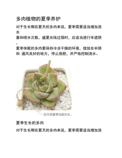 多肉法师夏季养殖方法，多肉植物法师的夏天养护方法。