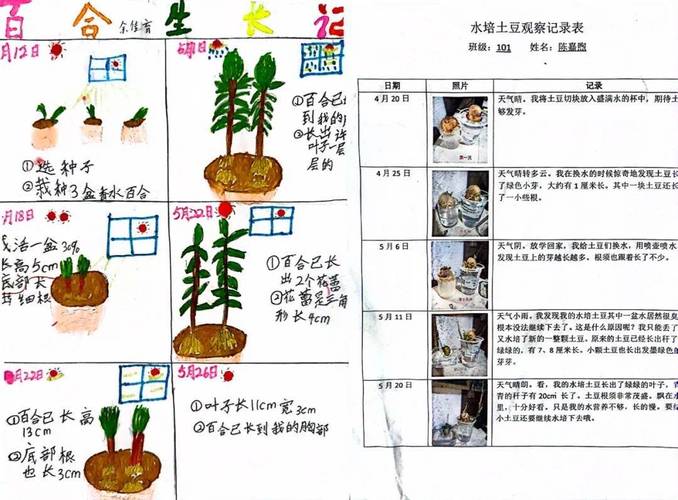 格桑花怎么种植和养护，小朋友种植物的养护记录怎么写。