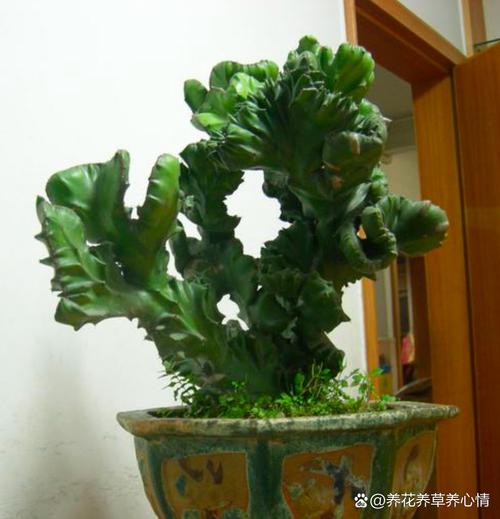 花麒麟红的养殖方法，多肉植物麒麟的四季养护方法。