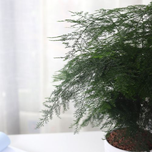 雾竹的养护方法,进口植物雾竹怎么养护的视频。 树木 雾竹的养护方法,进口植物雾竹怎么养护的视频。 第2张 雾竹的养护方法,进口植物雾竹怎么养护的视频。 树木