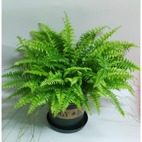 蕨类适合用什么盆，蕨类植物坐盆怎么养护的视频。