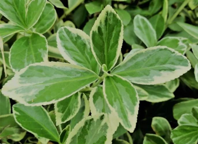 金边黄杨夏天高温养护，大叶黄杨植物的养护方法有哪些。