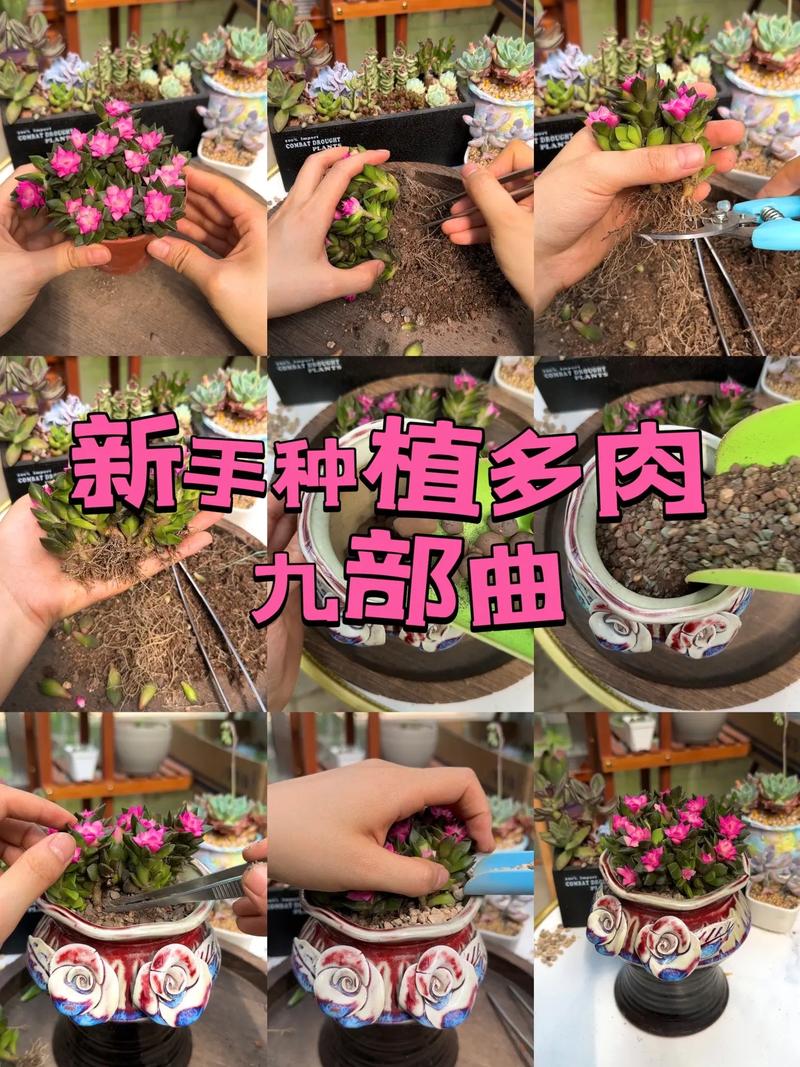 多肉地栽养殖方法,多肉植物地栽的养护方法视频。 修剪技巧 多肉地栽养殖方法,多肉植物地栽的养护方法视频。 第2张 多肉地栽养殖方法,多肉植物地栽的养护方法视频。 修剪技巧