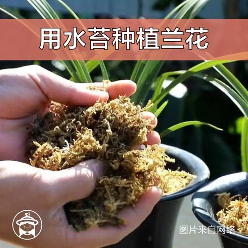 兰花鲜水苔铺面正确方法，水苔包裹的植物怎样养护好。