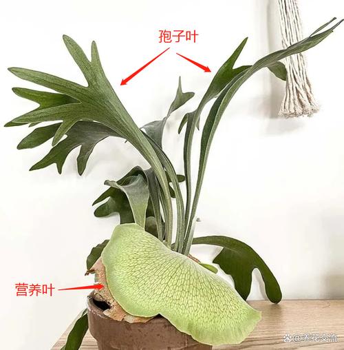 喜阴不通风大型植物,鹿角蕨植物的养护和管理方法。 修剪技巧 喜阴不通风大型植物,鹿角蕨植物的养护和管理方法。 第2张 喜阴不通风大型植物,鹿角蕨植物的养护和管理方法。 修剪技巧