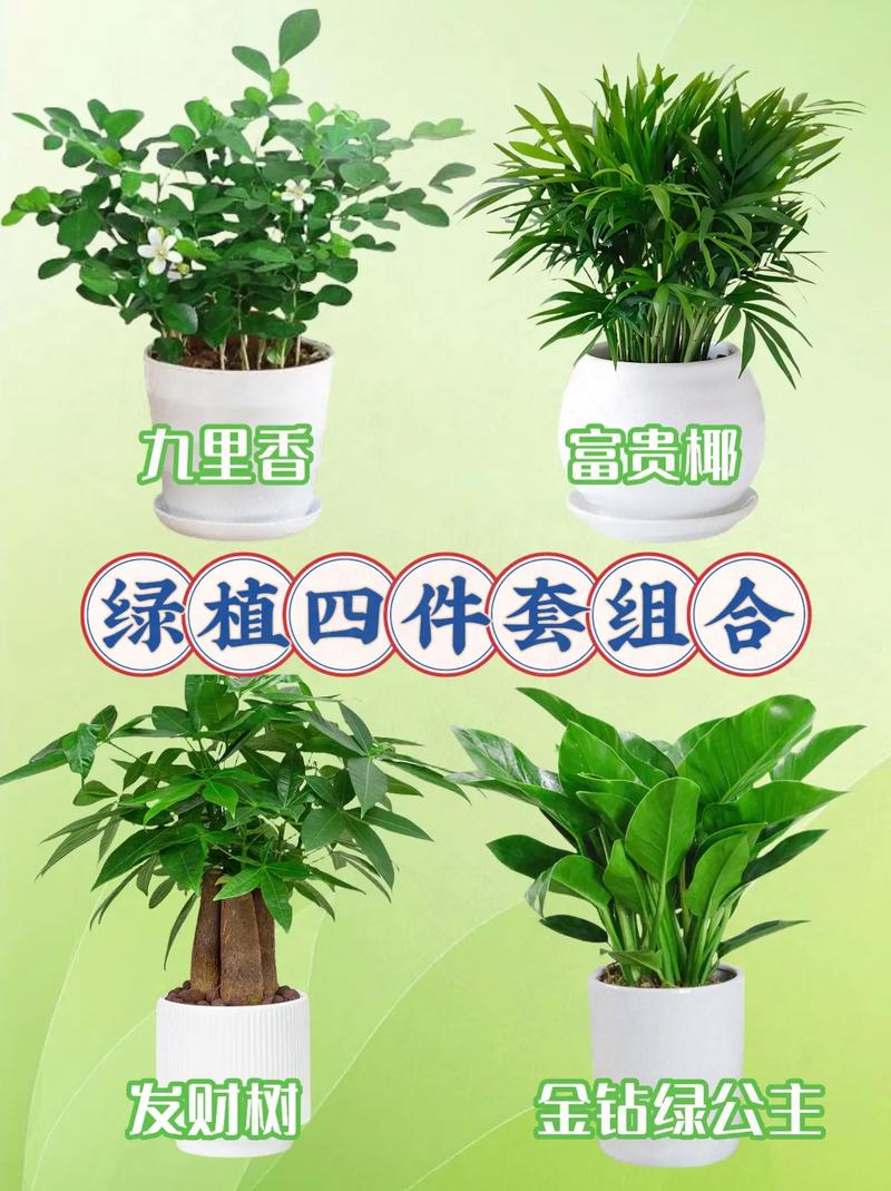 四季常青的植物都有什么，四季常青的植物养护方法有哪些。