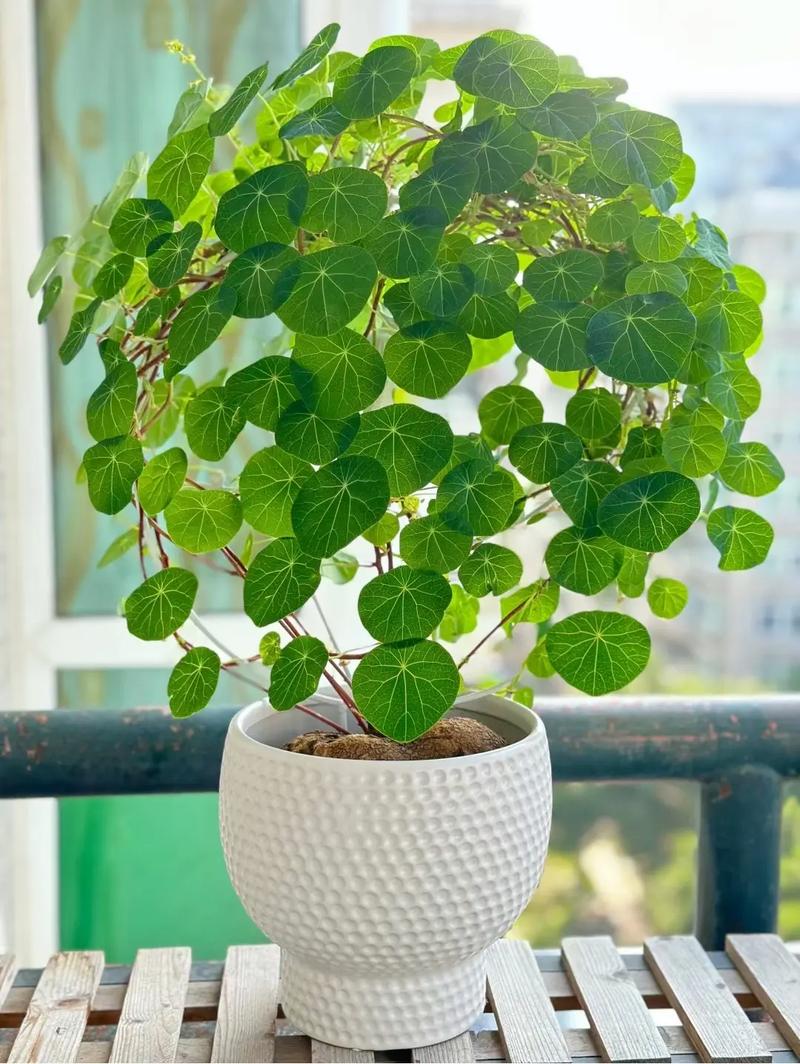 山乌夏季养殖方法，巨大块根植物怎么养护的视频。
