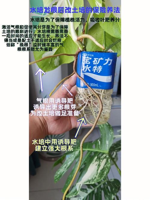您知道保险该怎么买吗？它的顺序，它的做用都是什么吗，十种植物的养护方法视频教程。