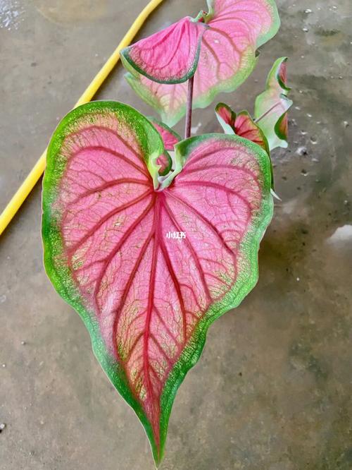 家里最合适养的花有那些，宠物彩叶植物怎么养护的视频。