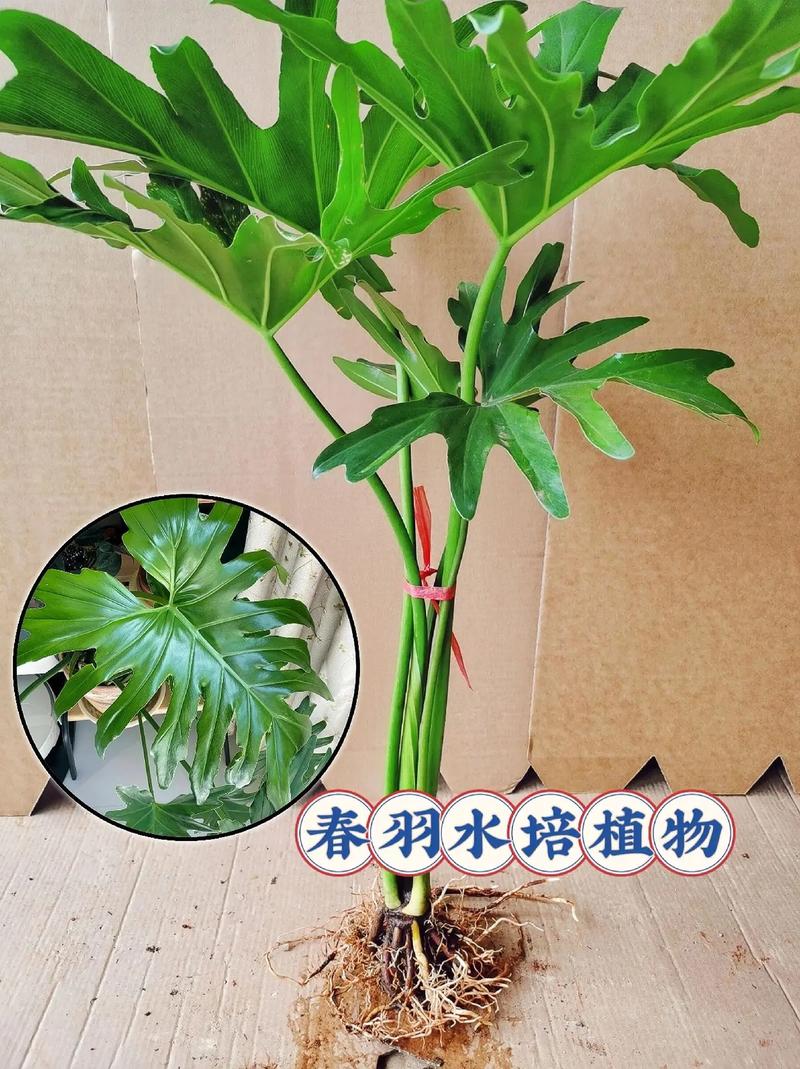 春羽养殖方法,春羽类的植物怎么养护好。 土壤管理 春羽养殖方法,春羽类的植物怎么养护好。 第2张 春羽养殖方法,春羽类的植物怎么养护好。 土壤管理