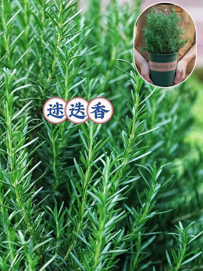 香草木的养护，容易养护的香草类植物有哪些。  第2张 香草木的养护，容易养护的香草类植物有哪些。 植物栽培