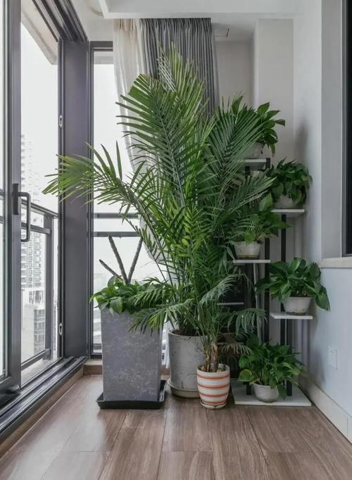耐寒耐旱家养绿植推荐有哪些？阳台种植，耐冷耐旱的植物室内养护方法。