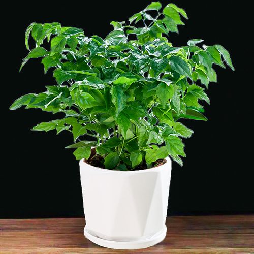 办公室,适合养哪些花或者植物,十大最好养护的绿植植物图片。 灌溉方法 办公室,适合养哪些花或者植物,十大最好养护的绿植植物图片。 第2张 办公室,适合养哪些花或者植物,十大最好养护的绿植植物图片。 灌溉方法