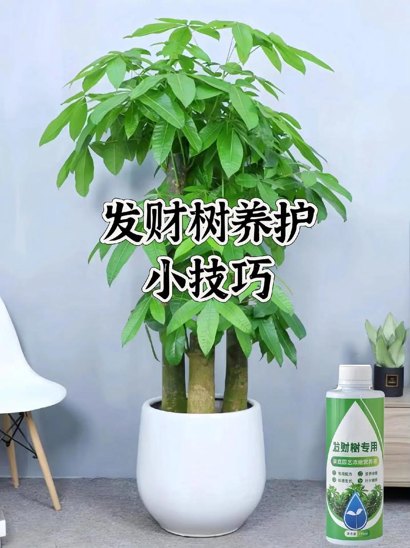 l发财树室外放入室内要注意哪些，带土植物室内怎么养护的视频。