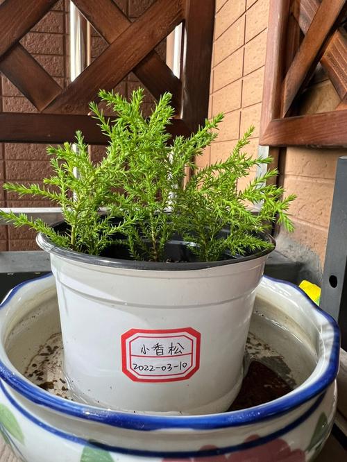 香松扦插水里,有香松养护方法的植物吗图片。 爬藤植物 香松扦插水里,有香松养护方法的植物吗图片。 第2张 香松扦插水里,有香松养护方法的植物吗图片。 爬藤植物