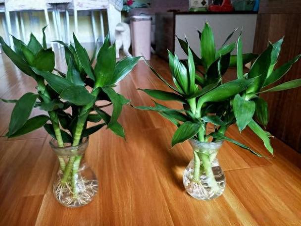 不喜水植物怎么施肥,泥土少的植物怎么养护呢视频。 观叶植物 不喜水植物怎么施肥,泥土少的植物怎么养护呢视频。 第2张 不喜水植物怎么施肥,泥土少的植物怎么养护呢视频。 观叶植物