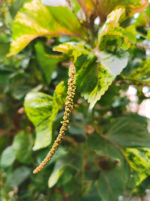 四季可种的花，红桑植物盆栽的养护方法有哪些。