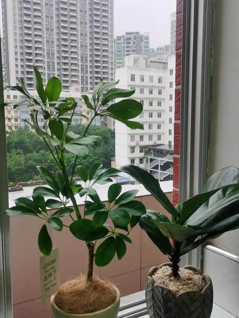 家里养的植物叶子上发粘怎么治，带叶子的植物怎么养护好呢。