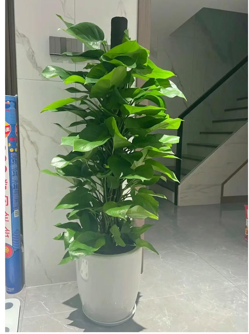 绿萝喜不喜欢阳光,把它放在阳光直射下好吗,喜光照的植物怎么养护好呢。 修剪技巧 绿萝喜不喜欢阳光,把它放在阳光直射下好吗,喜光照的植物怎么养护好呢。 第2张 绿萝喜不喜欢阳光,把它放在阳光直射下好吗,喜光照的植物怎么养护好呢。 修剪技巧