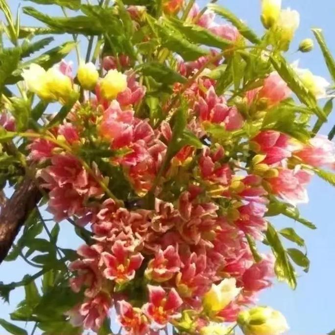 适合南方种植的花，适合南方养护花卉的植物有哪些。
