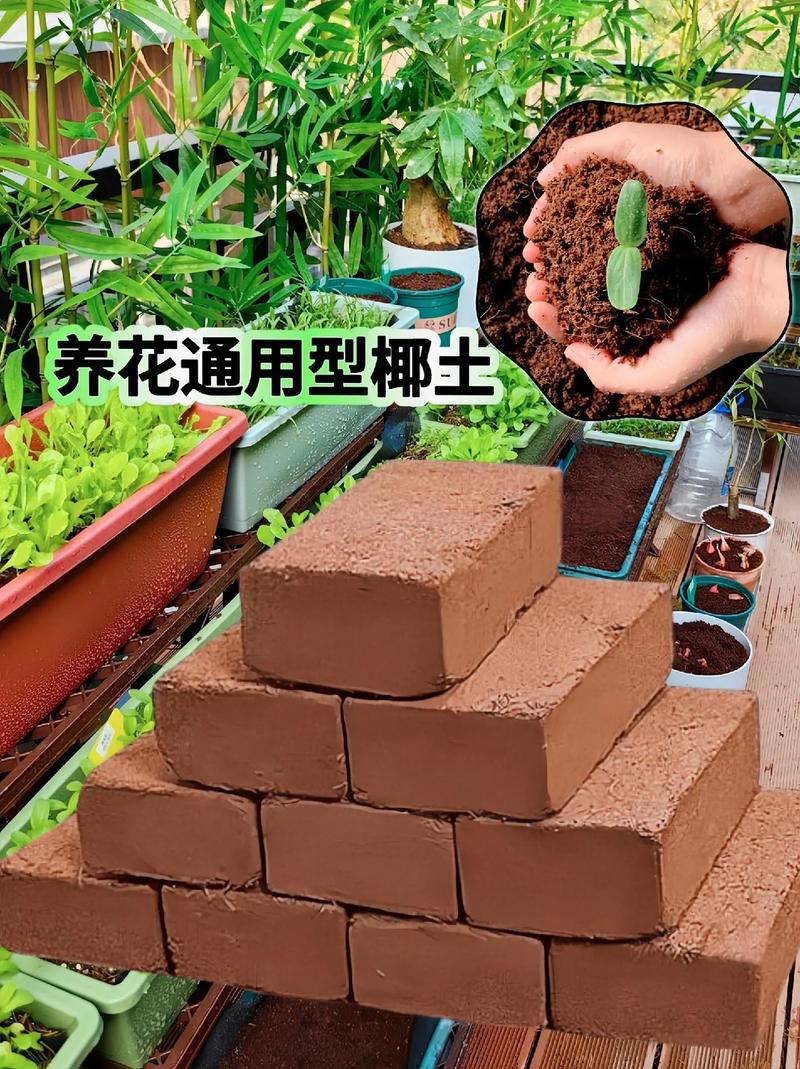 袖珍椰子的水培方法是什么，袖珍土培植物怎么养护的视频。