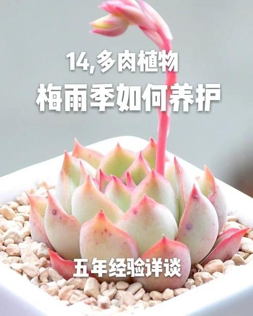 进入梅雨季节应该如何养护多肉植物，梅雨季的植物怎么养护好呢。