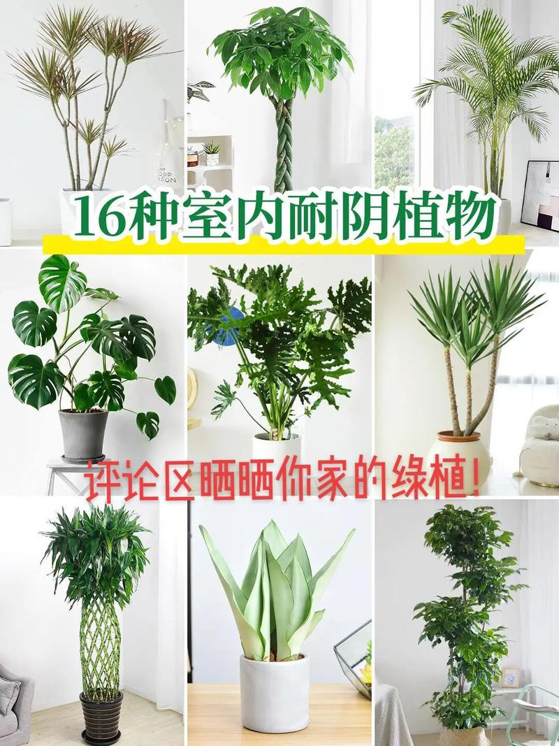 喜阴的室内植物,喜阴的好养护的室内植物有哪些。 爬藤植物 喜阴的室内植物,喜阴的好养护的室内植物有哪些。 第2张 喜阴的室内植物,喜阴的好养护的室内植物有哪些。 爬藤植物